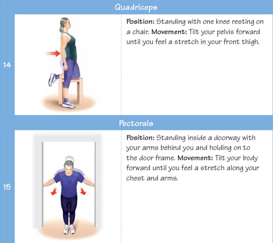 Quadriceps - pectorals